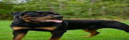 Rottweiler dogs for stud: Rottweiler stud  - Advert 7