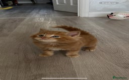 Mixed Breed cats for sale: Mix persian kittens - Image 17