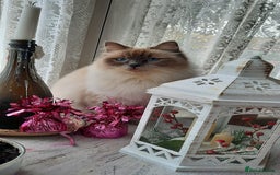 Ragdoll cats for sale: GCCF pedigree ragdoll kittens  - Image 5