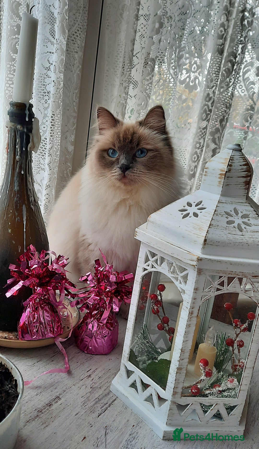 Ragdoll cats for sale: GCCF pedigree ragdoll kittens  - Image 5