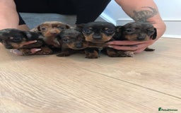 Dachshund dogs for sale: Minature dashunds 💙 1 boy left ready now 💙 - Image 3