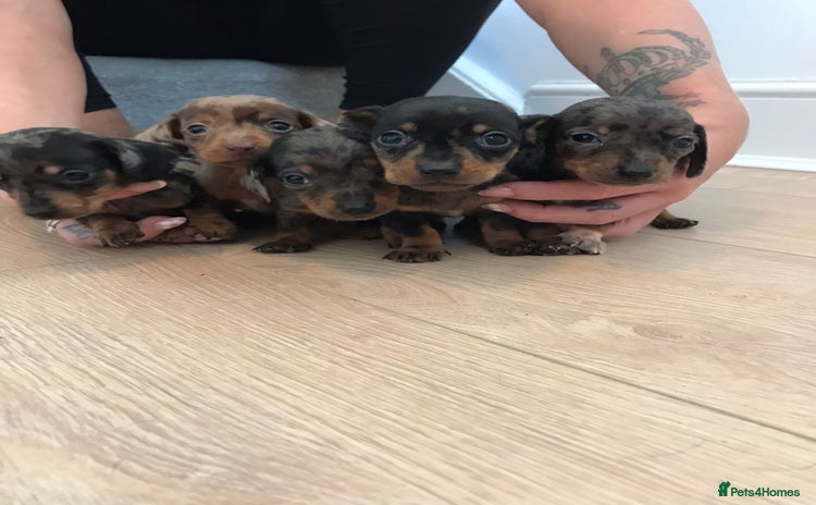 Dachshund dogs - Advert 4