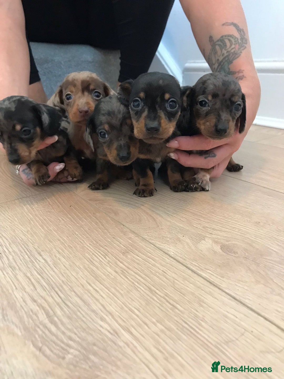 Dachshund dogs for sale: Minature dashunds 💙 1 boy left ready now 💙 - Image 3