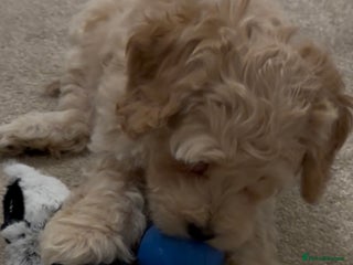 Cockapoo dogs Cockapoo Puppies – Well Socialised and beautiful - Advert 2