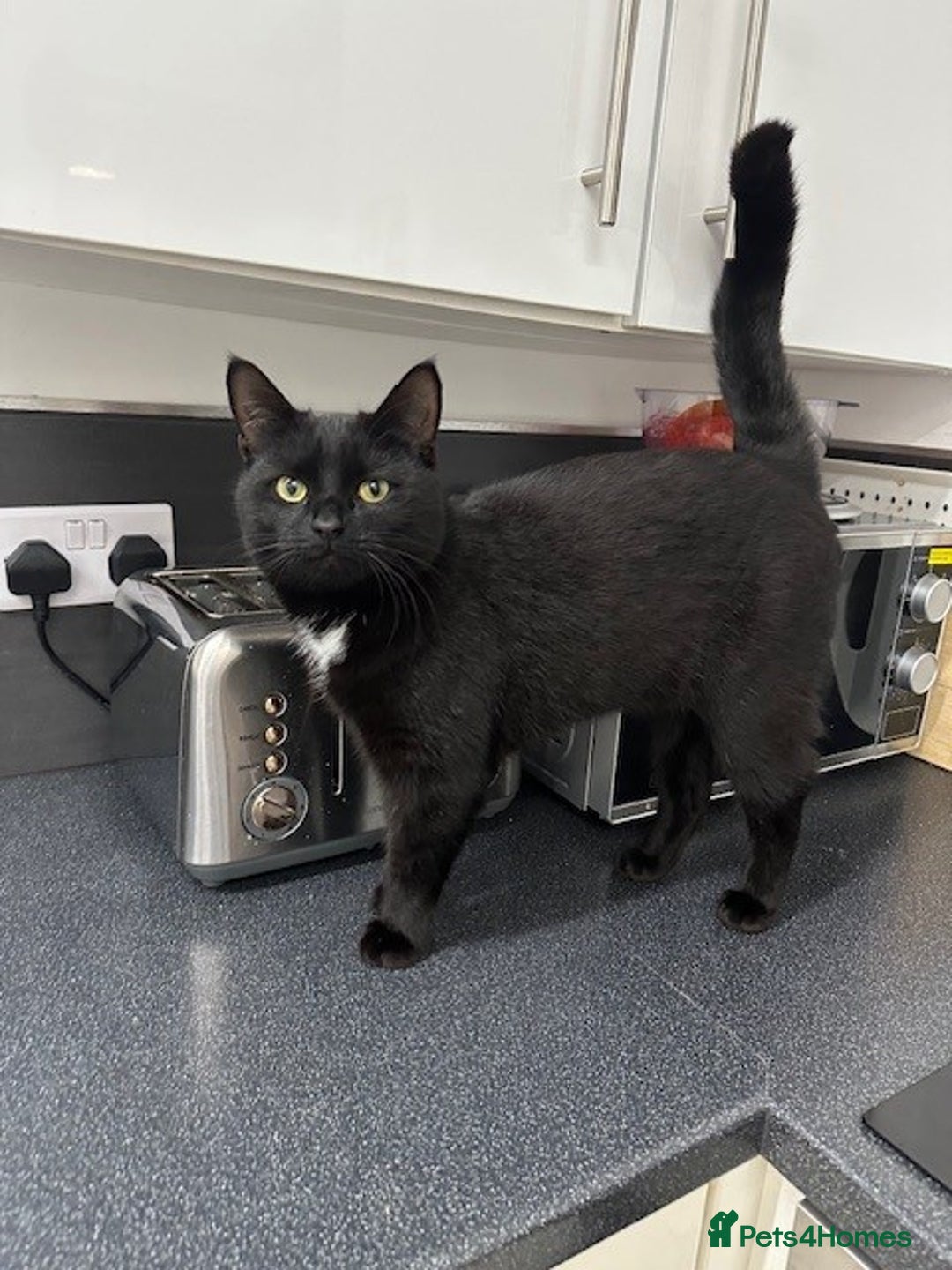 Mixed Breed cats for sale:  **  - Two beautiful twin girls  - Advert 5