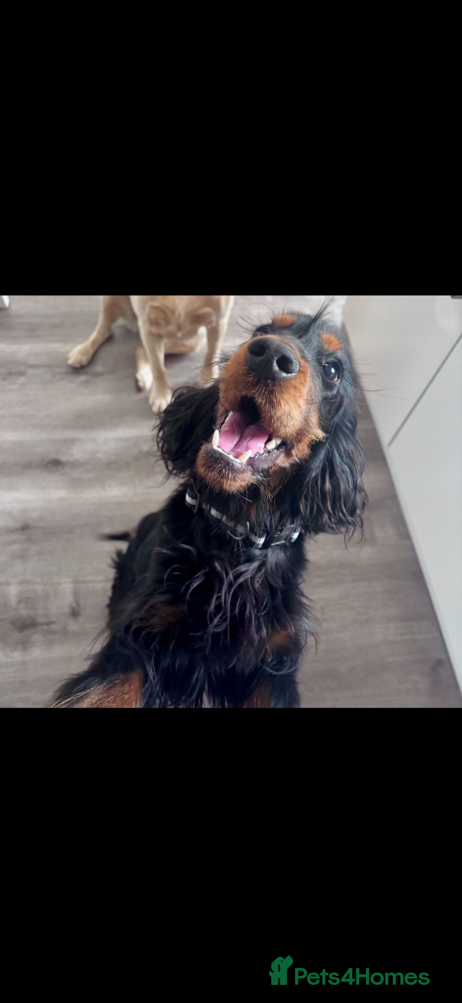 Cocker Spaniel dogs Male Cocker Spaniel  - Advert 9