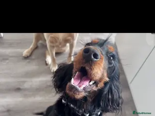 Cocker Spaniel dogs Male Cocker Spaniel - Advert 9