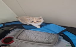 British Shorthair cats for sale: BEAUTIFUL BRITISH SHORTHAIR GCCF registered kitten - Image 6