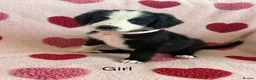 Sheepadoodle dogs for sale: Stunning Sheepadoodle puppies  - Advert 4