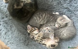 Bengal cats for sale: Gemini grey beauties - Image 15