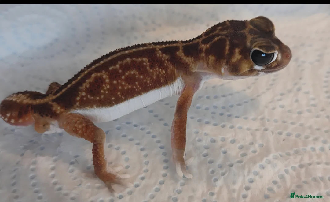 Gecko reptiles for sale: Smooth knob-tailed gecko  - Advert 4