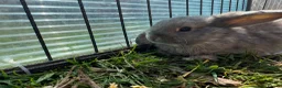 Mini Lop rabbits for sale: Litter of Mini lop Bunnies  - Advert 10
