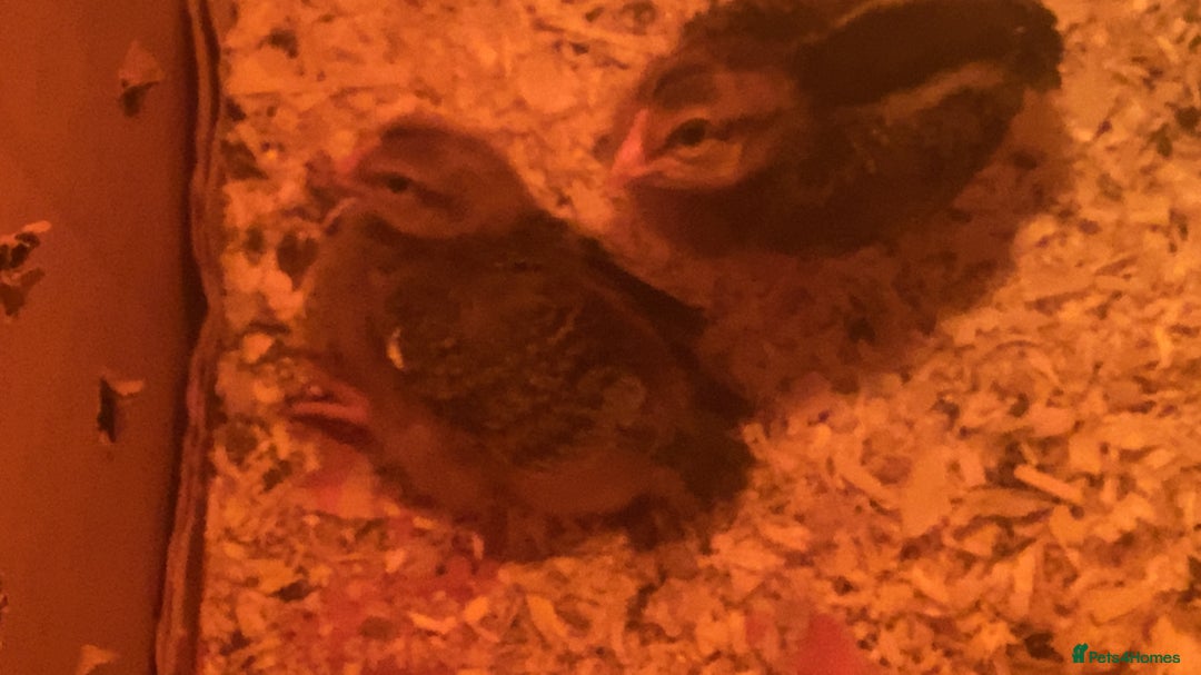 Chickens poultry for sale: baby chickens - Image 1
