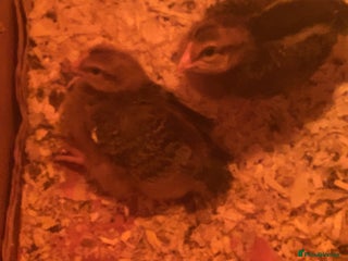 Chickens poultry - Advert 29