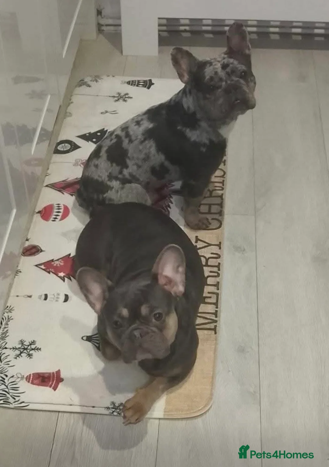 French Bulldog dogs for sale: 5 beautiful frenchie puppies for sale - Advert 8