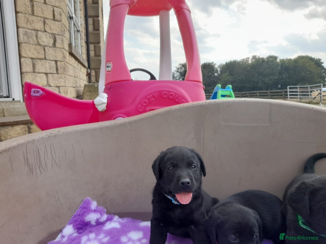 Labrador Retriever dogs for sale: KC Registered working Labrador puppies - Image 16