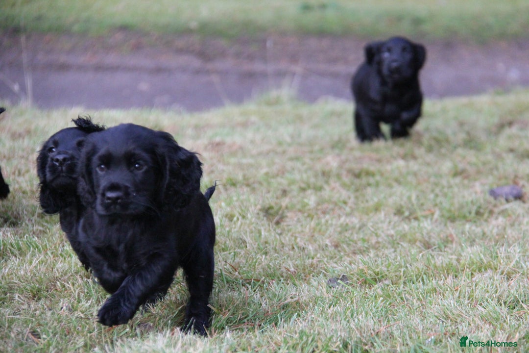 Cocker Spaniel dogs for sale: Gorgeous KC Reg Cocker Spaniels for Forever Homes - Advert 27