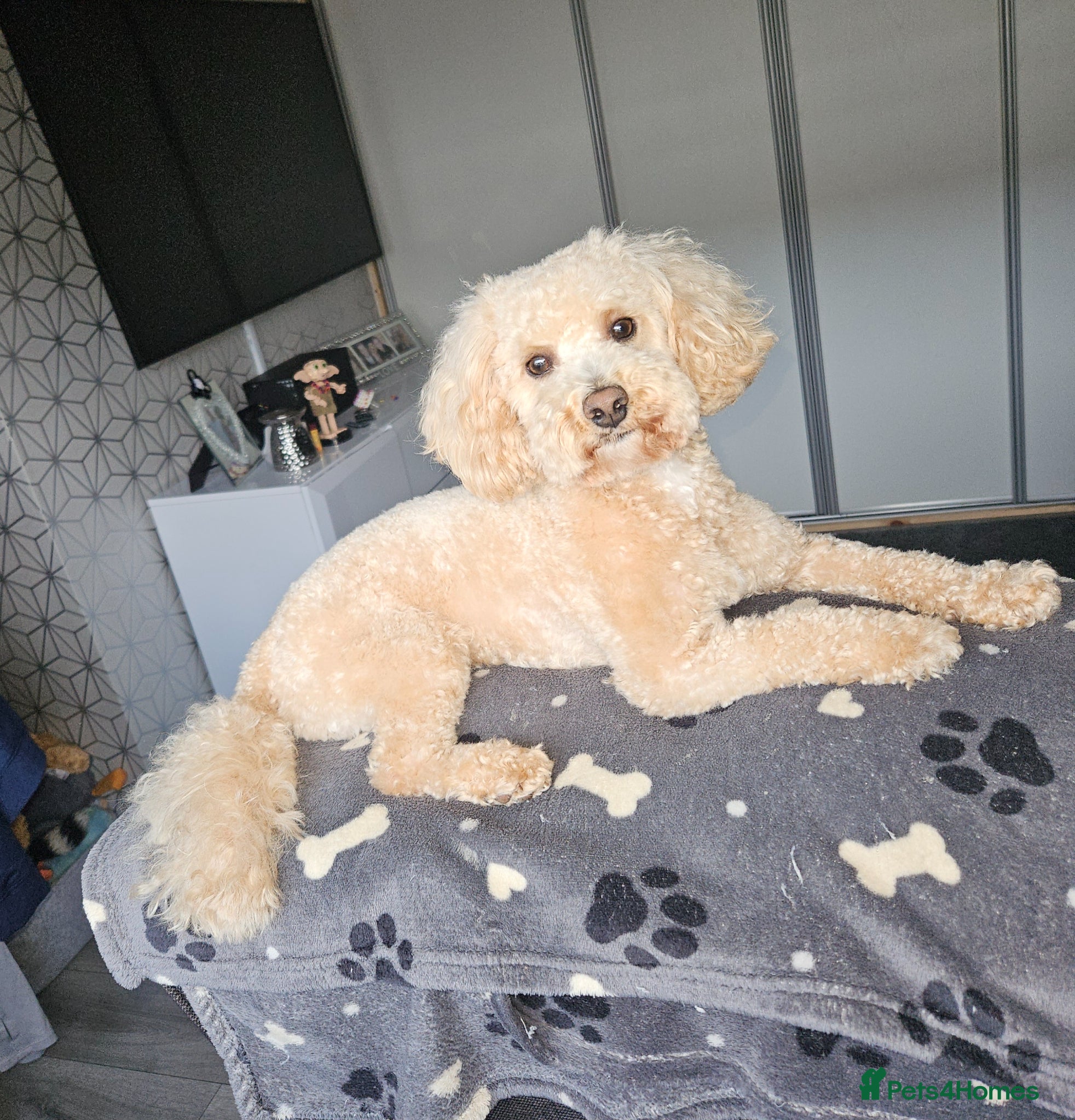 Cavapoo dogs Stud male cavapoo - Advert 18