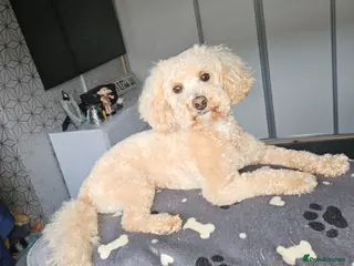 Cavapoo dogs Stud male cavapoo - Advert 18