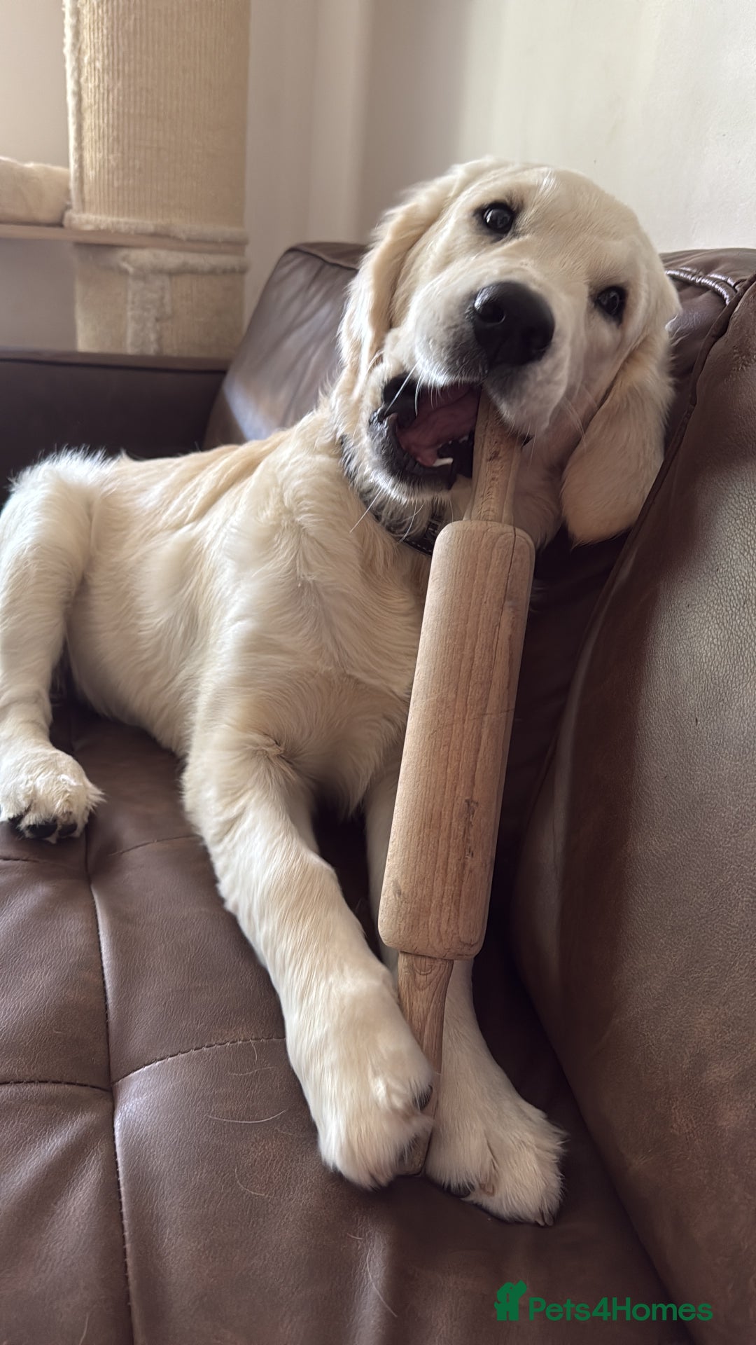 Golden Retriever dogs for sale: Golden retriever  - Advert 2