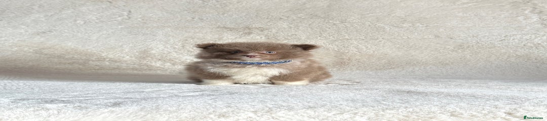 Pomsky male Puppy 1