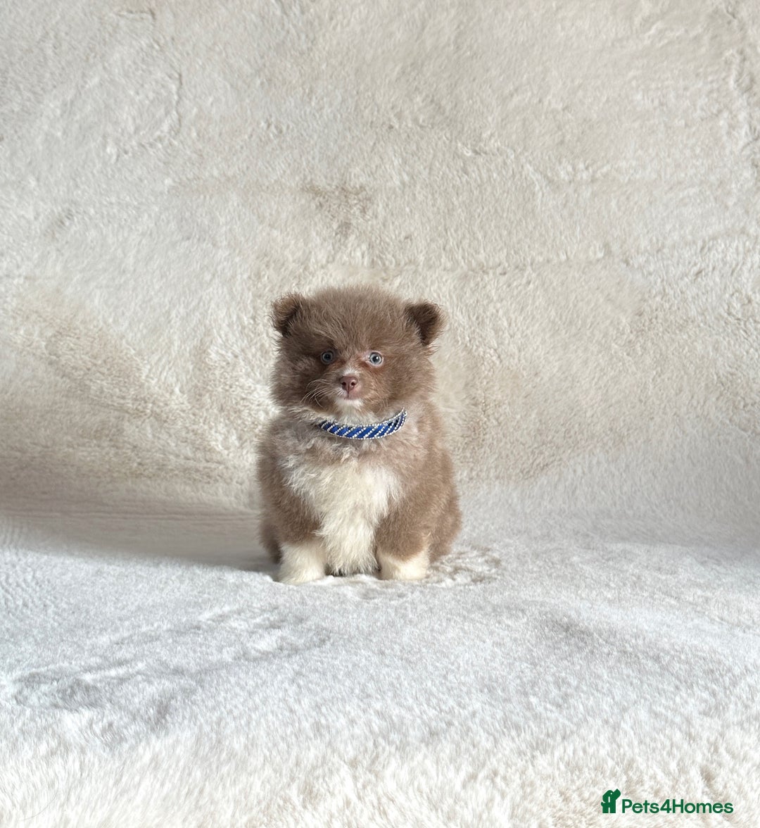 Pomsky dogs for sale: Rare lilac/tan tiny toysize Pomsky puppies - Image 8