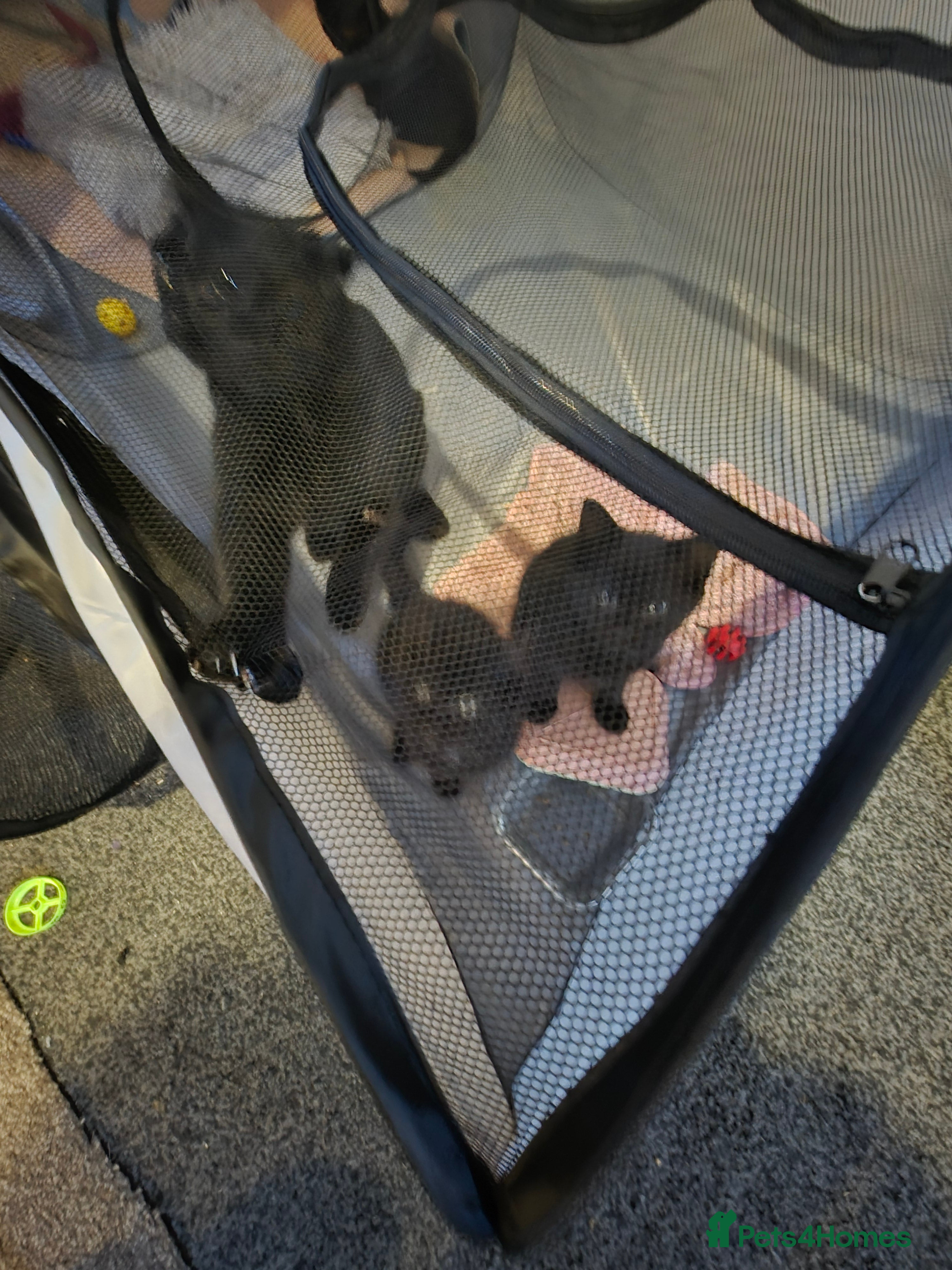 Mixed Breed cats Free beautiful boy kitten - Advert 1