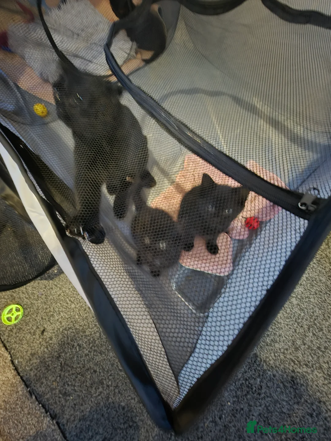 Mixed Breed cats for sale: Free beautiful boy kitten - Advert 1