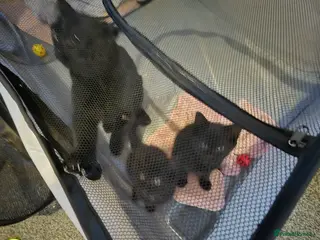 Mixed Breed cats Free beautiful boy kitten - Advert 1