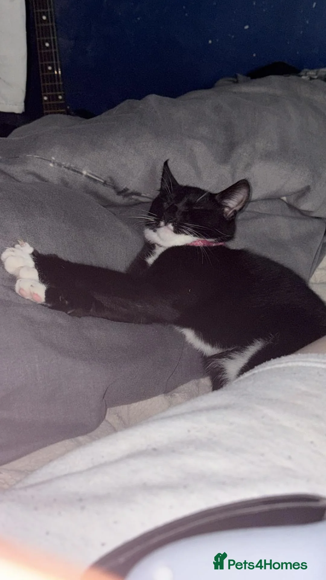 Mixed Breed cats for sale: Cate  - Advert 3