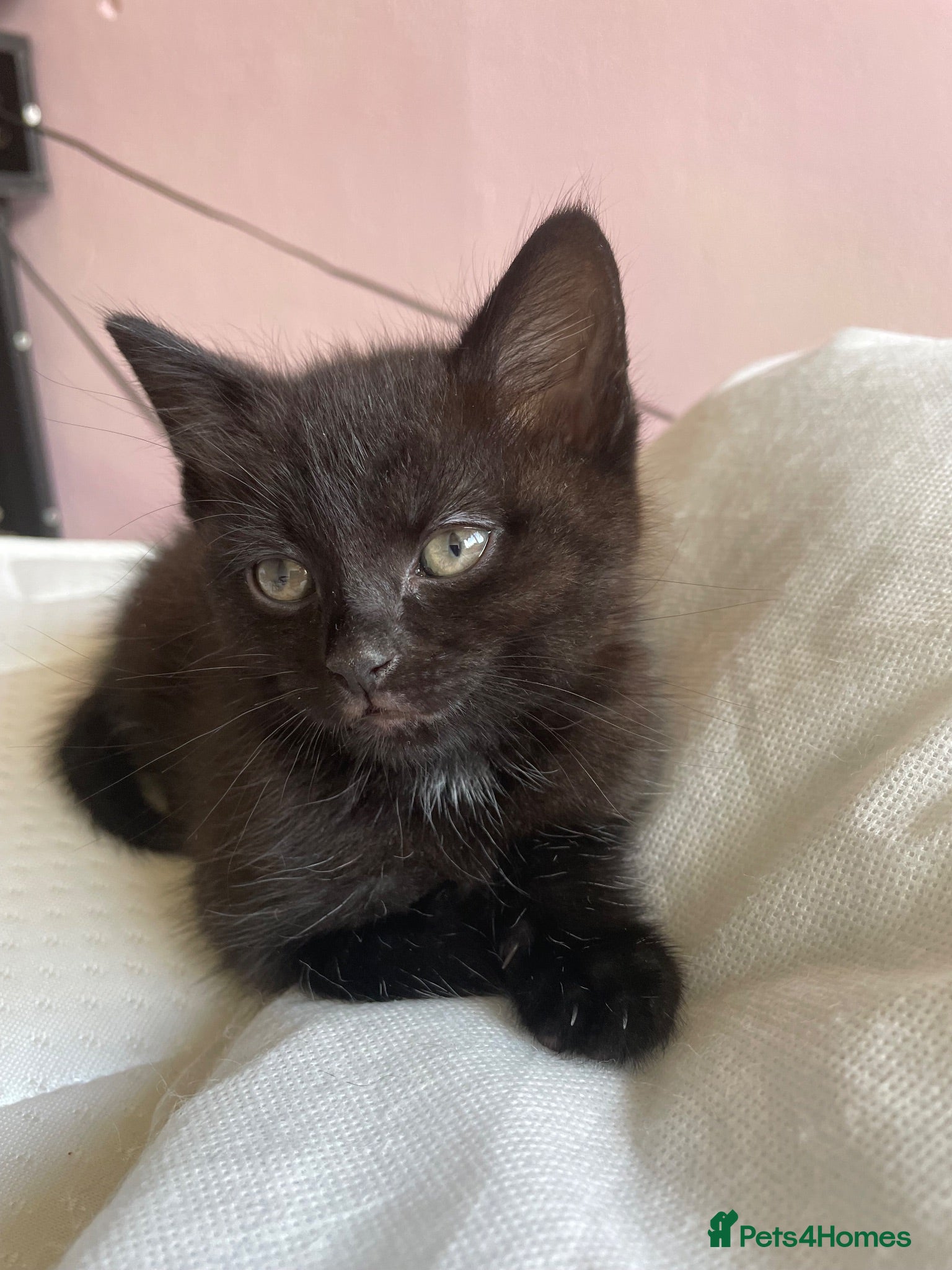 Domestic Shorthair cats Beautiful fluffy kittens ready to go in 10 days! - Advert 8