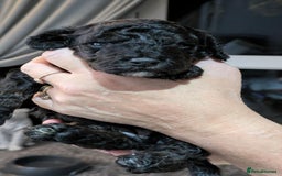 Cockapoo dogs for sale: 5 cockapoo puppys - Image 2