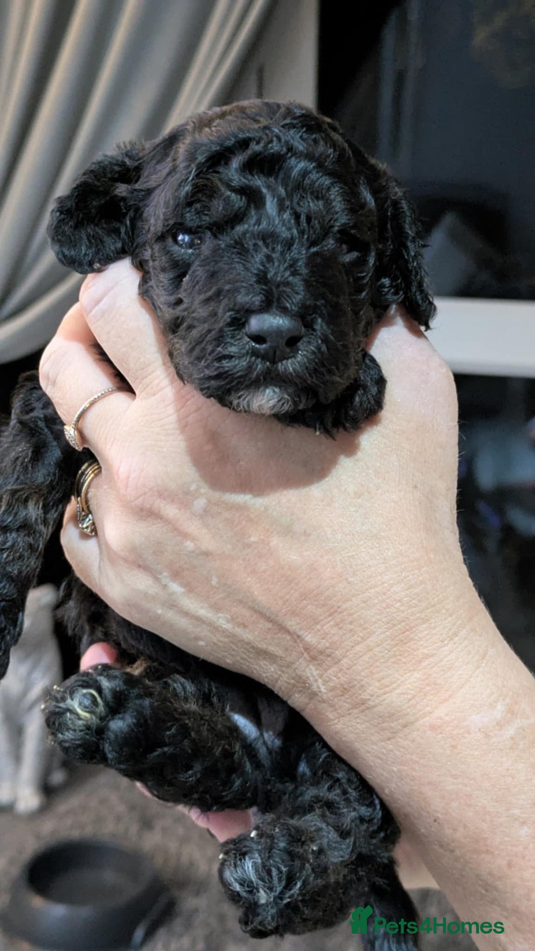 Cockapoo dogs for sale: 5 cockapoo puppys - Image 2