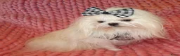Maltese dogs for sale: Babydoll KC Registered Korean Maltese Adult Girl - Advert 11