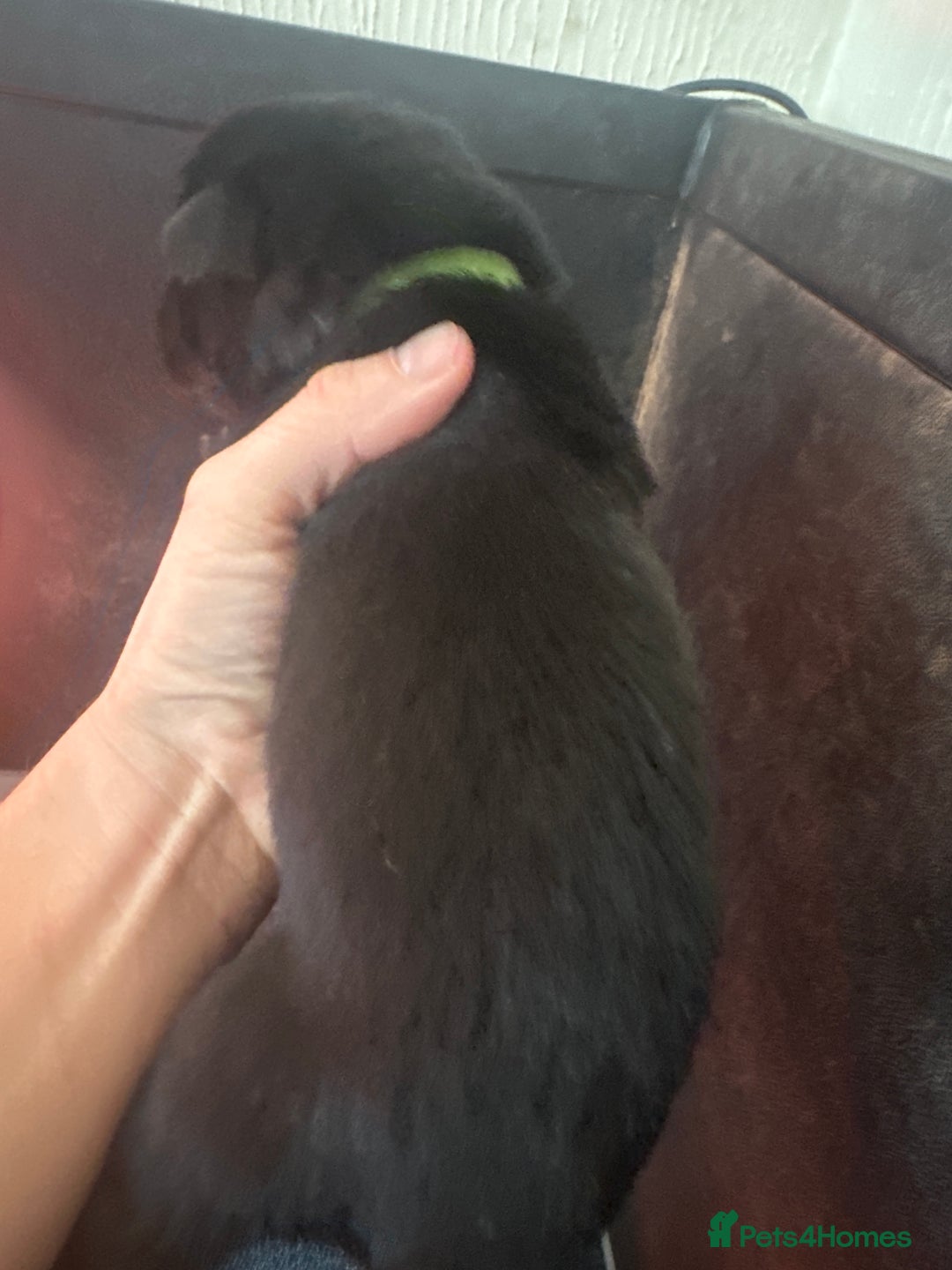 Mixed Breed dogs for sale: Shepweiller Puppies (8/10/25) - Image 14