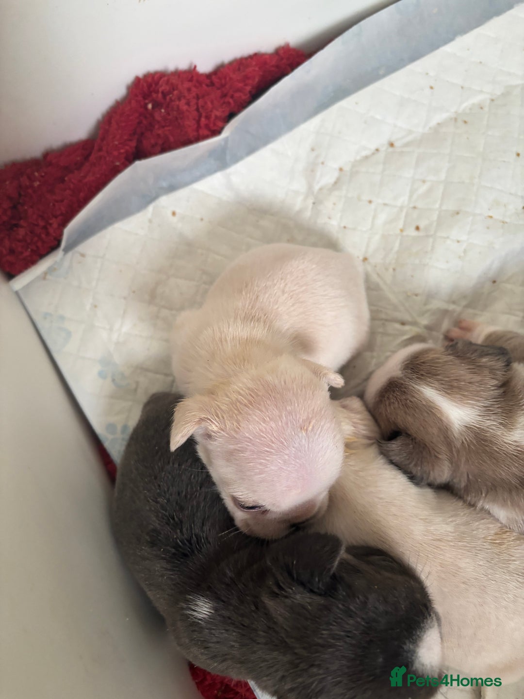 French Bulldog dogs for sale: Kc registered French bulldogs  - Image 5