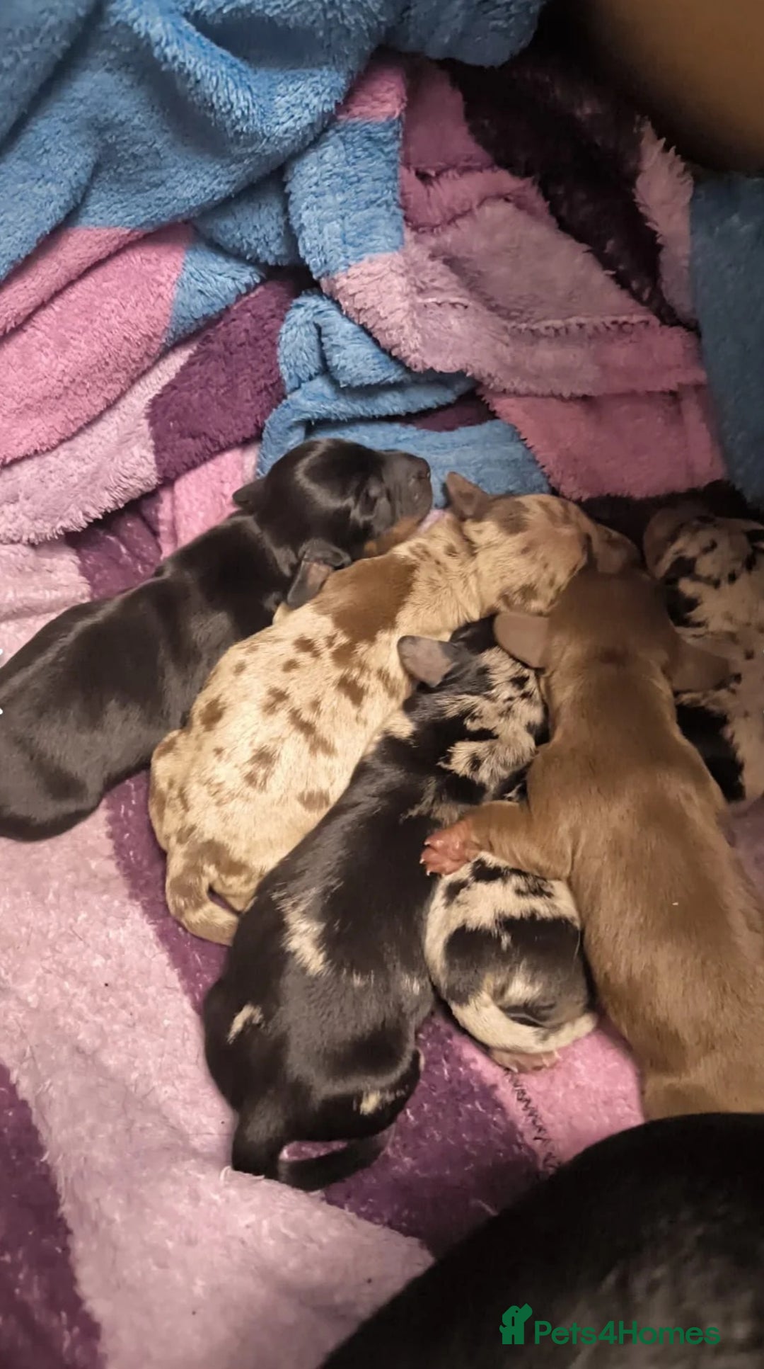 Dachshund dogs for stud: Kc Miniature smooth dacshund stud in Brierley Hill - Advert 15