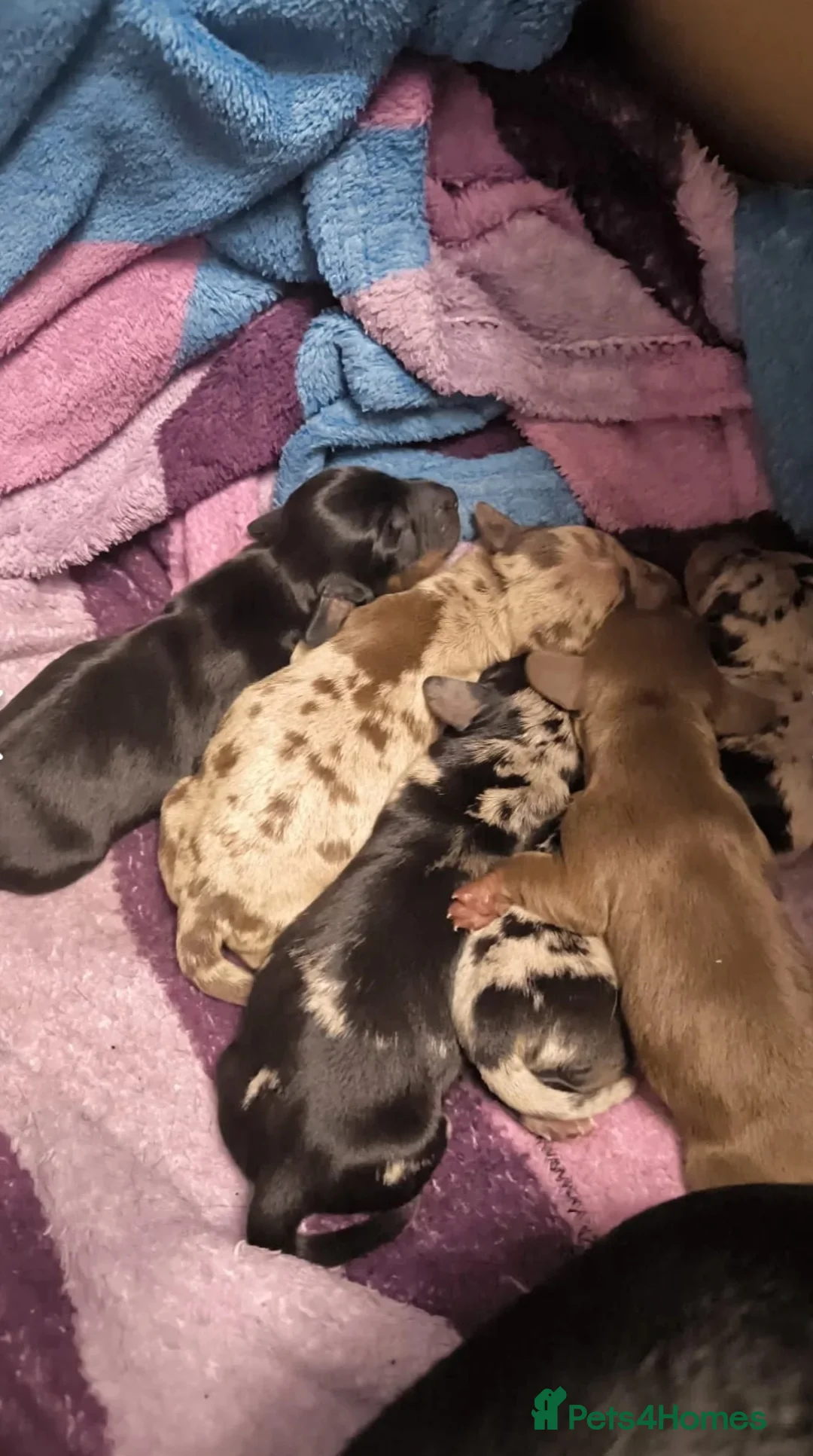 Dachshund dogs for stud: Kc Miniature smooth dacshund stud in Brierley Hill - Advert 15