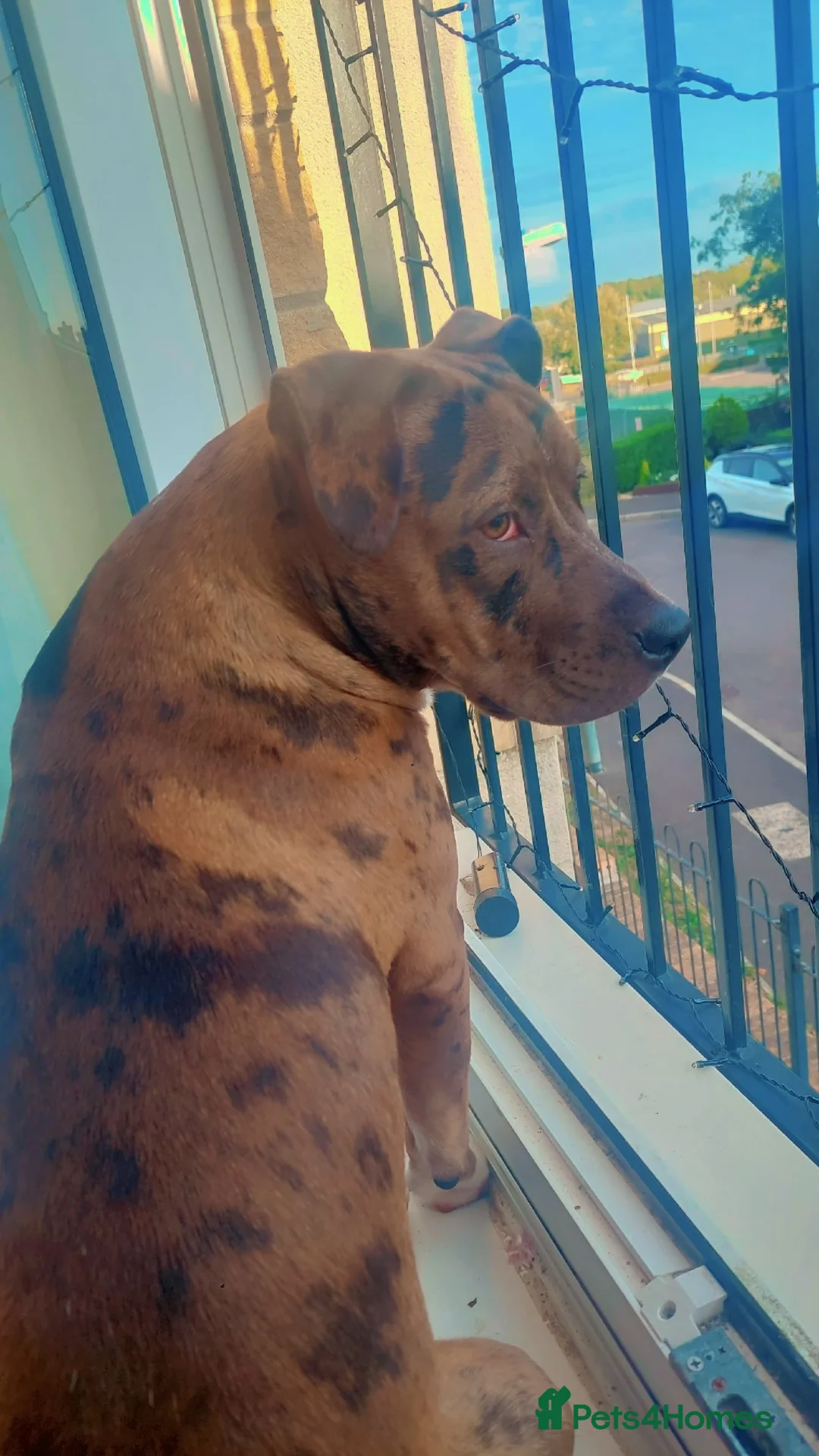 Mixed Breed dogs for sale: Shelly  - Advert 3