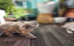 Ragdoll cats for sale: Ragdoll kittens - Image 26