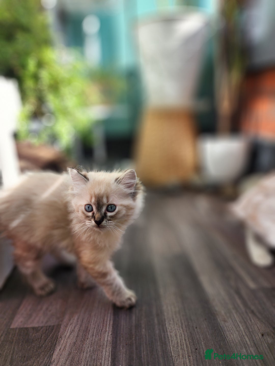 Ragdoll cats for sale: Ragdoll kittens - Image 26