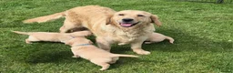 Golden Retriever dogs for sale: KC GOLDEN RETRIEVER PUPS HEALTH TESTED PARENTS  - Advert 1