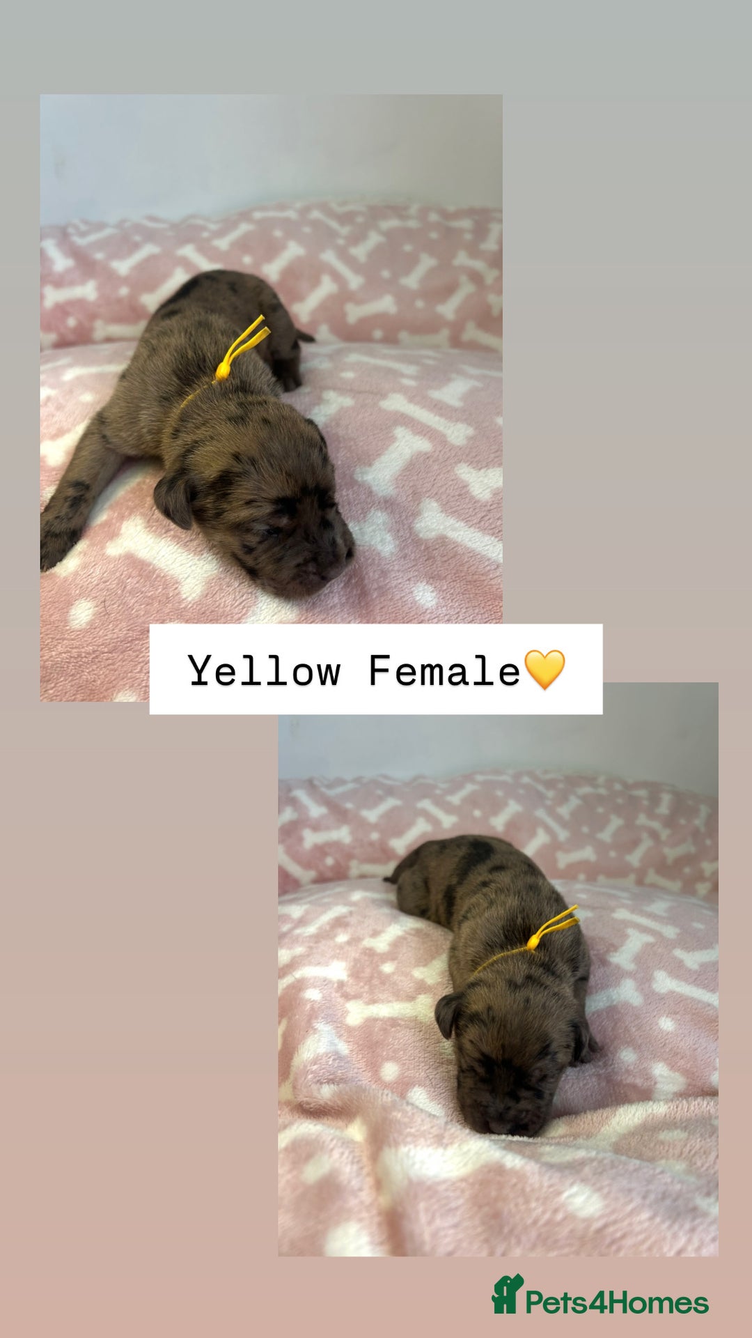 Mixed Breed dogs for sale: Stunning mastiff pups🐾 - Image 10