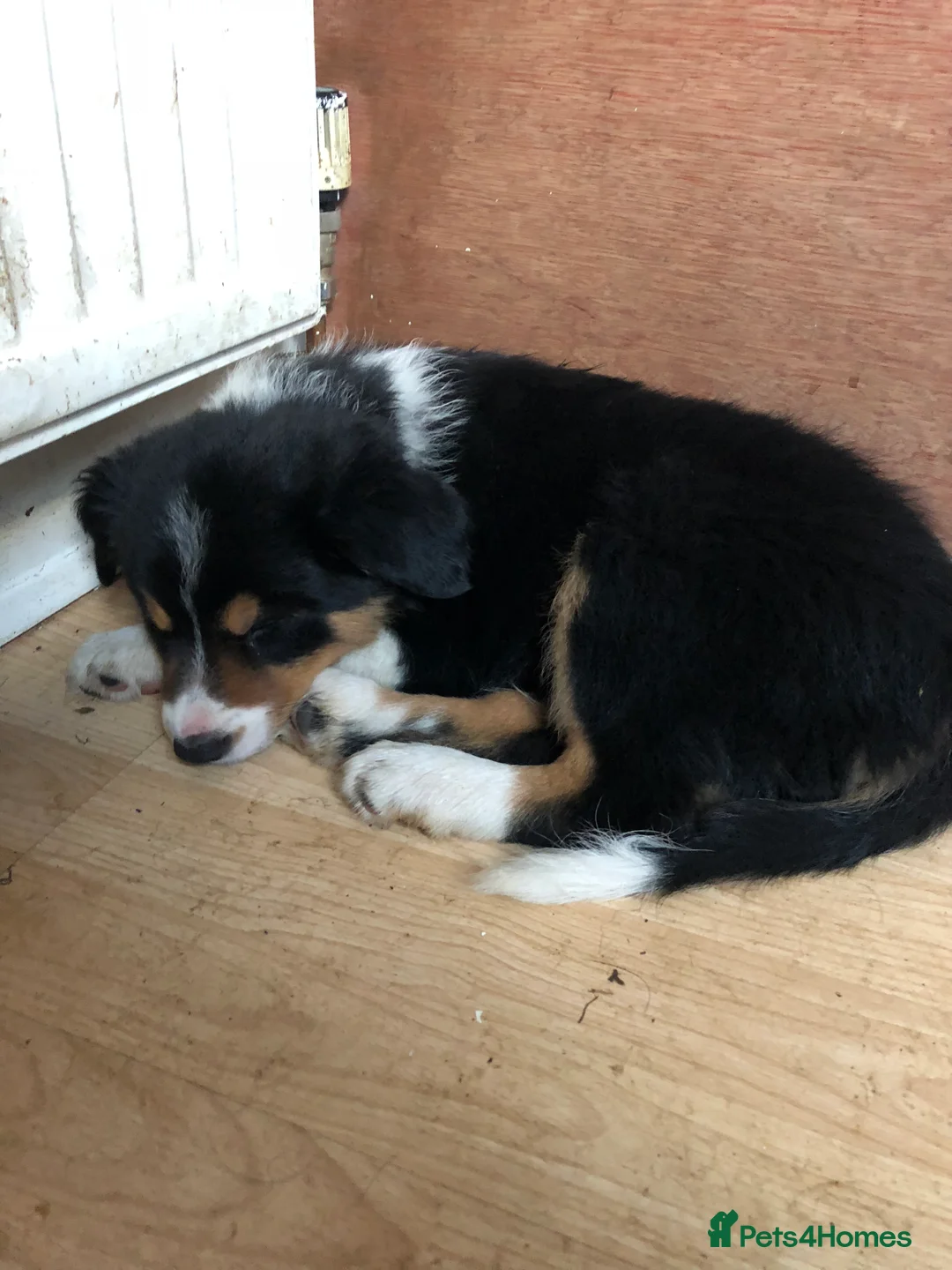 Border Collie dogs for stud: PROVEN Seal Welsh Border Collie **AT STUD** - Advert 6