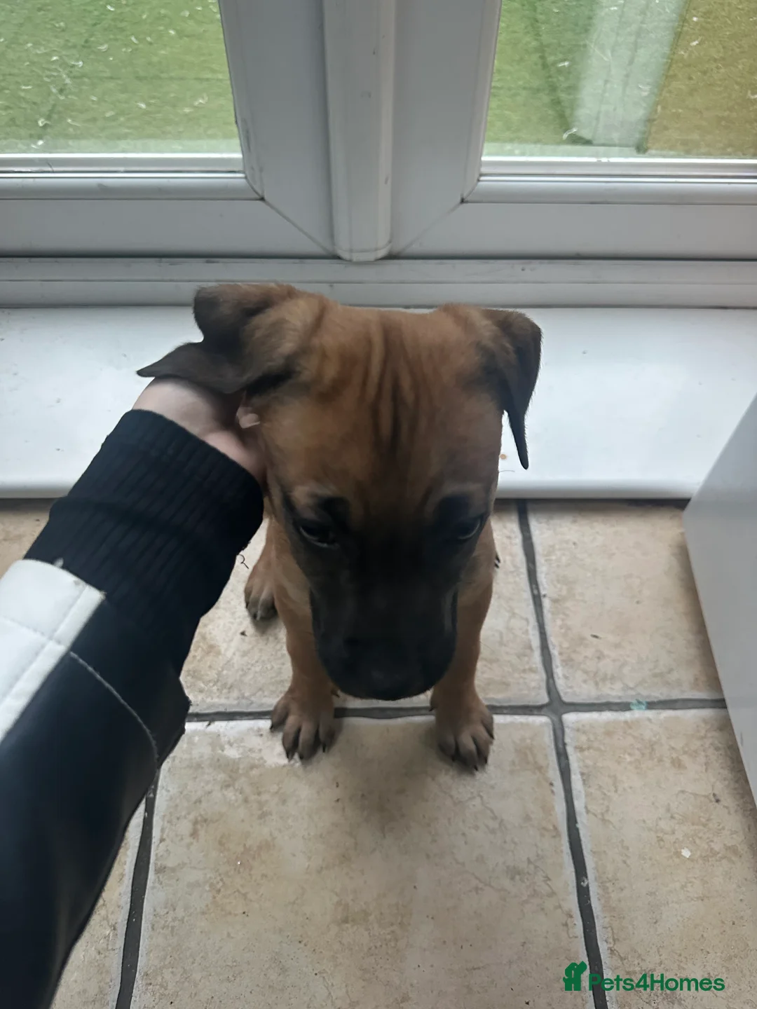 Mixed Breed dogs for sale: Cane corso x Dutch hearder  - Advert 3