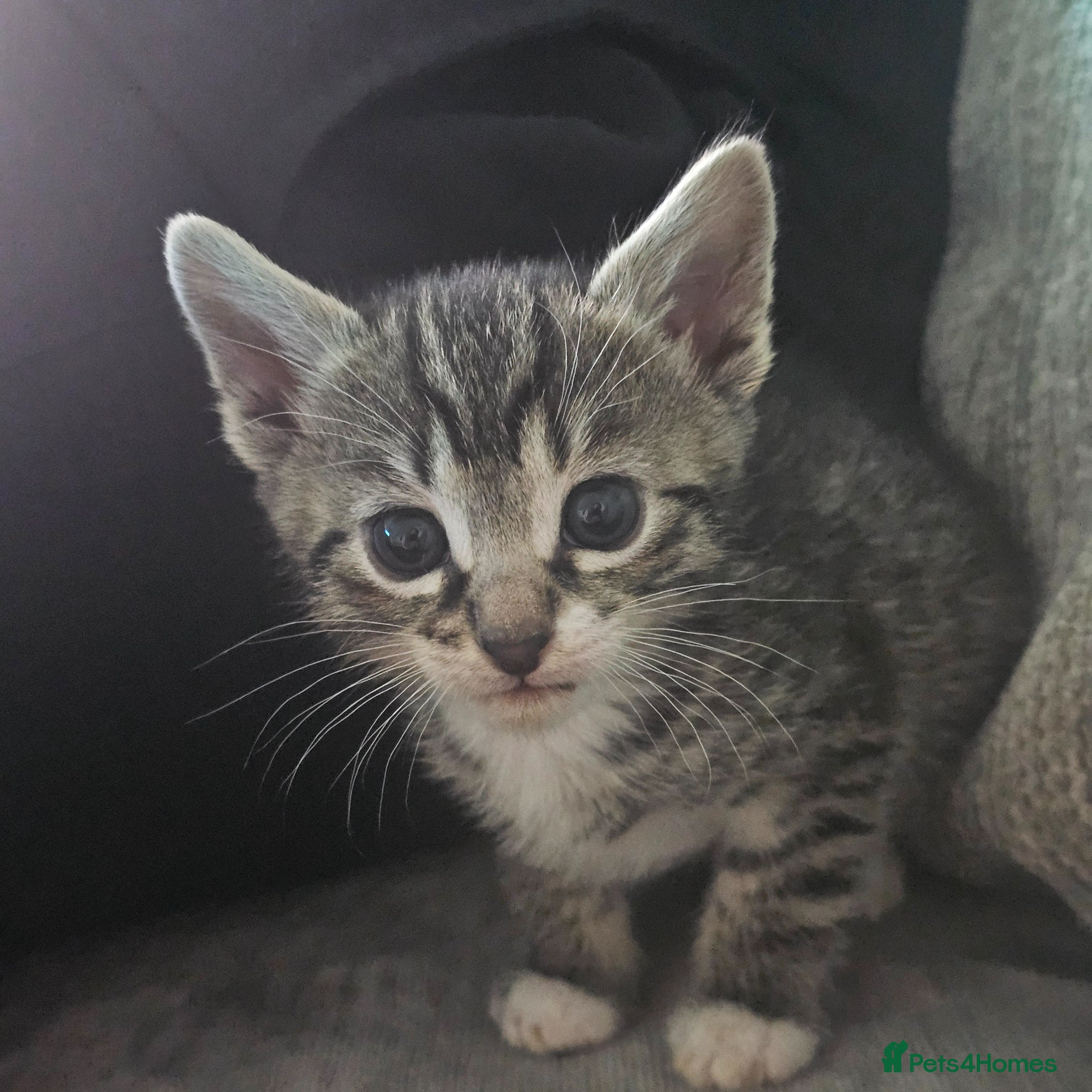 Mixed Breed cats Bengal cross kittens for sale.  - Advert 1