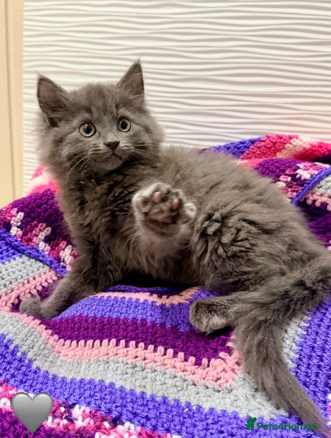 Mixed Breed cats for sale: 💖 MAINE COON X RAGDOLL *PARENTS HEALTH TESTED* 💖 - Advert 2