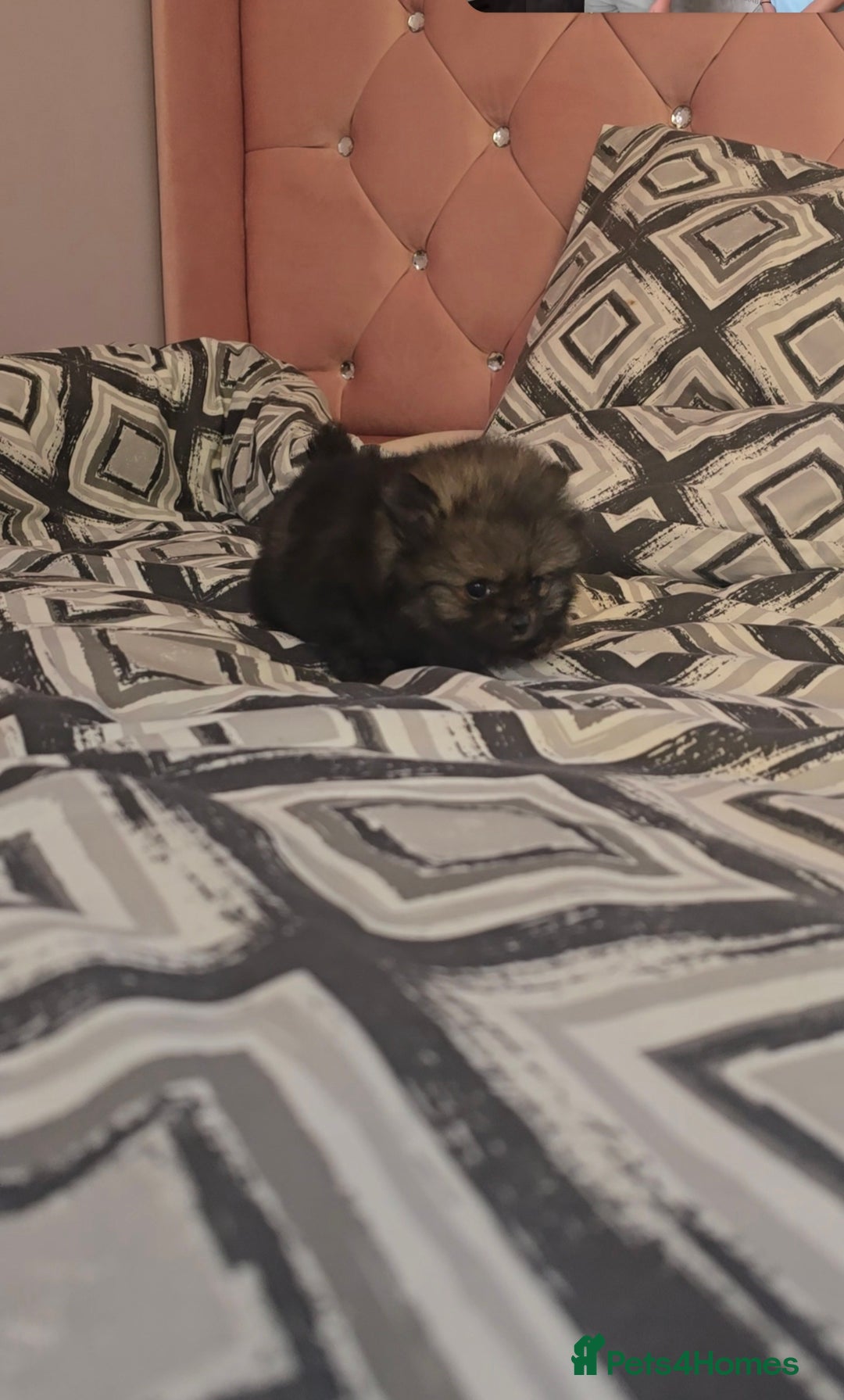 Pomeranian dogs for sale: Pomeranian 1 boy left 🤍 40+🏆lines - Advert 9