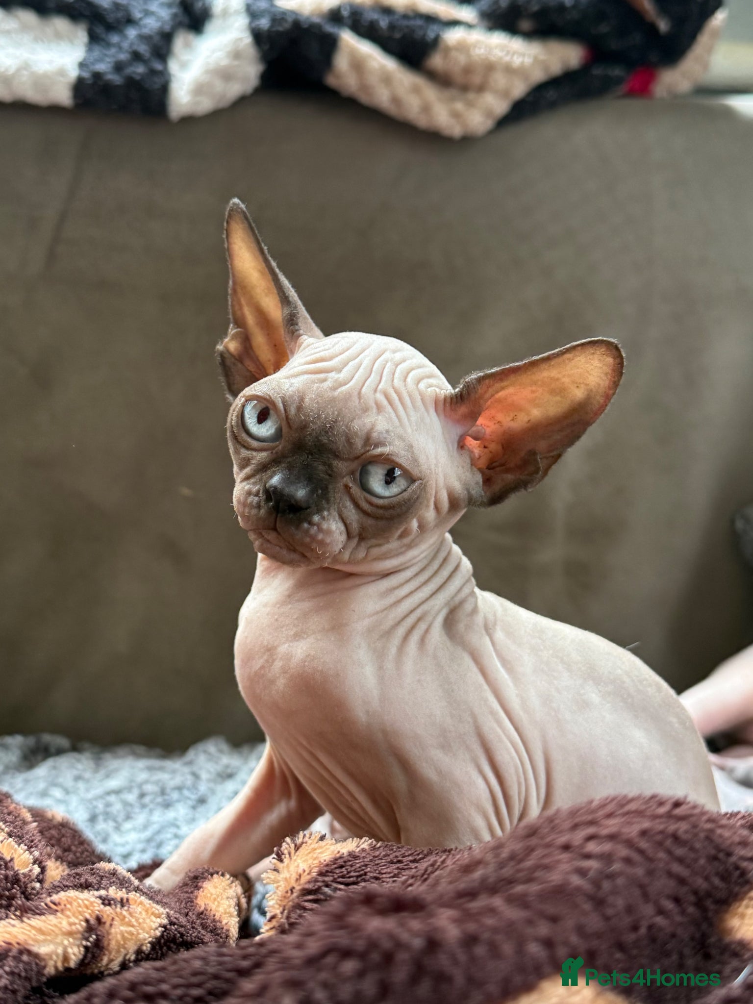 Sphynx cats Beautiful Canadian Sphynx Boy – Ready for His Home - Advert 3