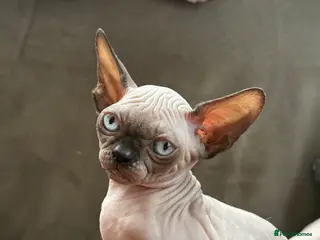 Sphynx cats Beautiful Canadian Sphynx Boy – Ready for His Home - Advert 3